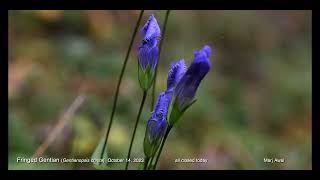 Fringed Gentians &amp; Grass-of-Parnassus Oct 14, 2023