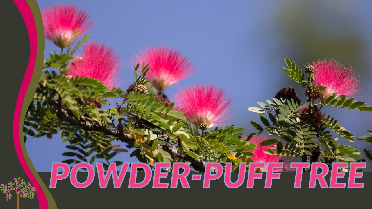 Discovering the Beautiful POWDER PUFF PLANT! (Calliandra