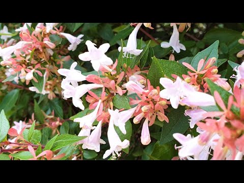 Video: Glossy Abelia Bitkisi: Abelia kollarını necə yetişdirmək olar