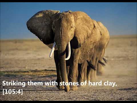 سورة الفيل أحمد العجمي طيور الجنة