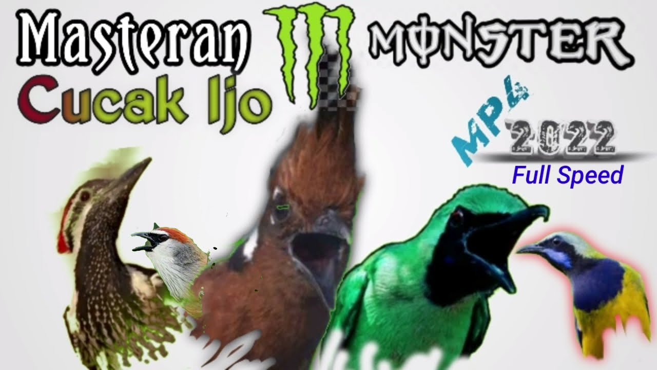 MASTERAN cucak ijo full tembakan kasar dan rapat ||cucak ijo full speed kasar