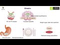 MedEClasses Lecture Series Regulation of Food intake