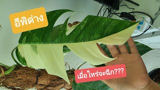 อีพิด่าง ใช้เวลากี่เดือนใบถึงจะฉีก? (Epipremnum pinnatum variegated) - ep.1