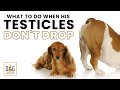 Dog Testicles Not Dropping Plus Spay/Neuter Advice | Dr. Trina Hazzah Q&A