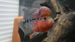 Hybrid Red Devil x Flowerhorn Cichlid Full Growth