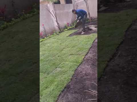 طريقة زراعة النجيل الطبيعي