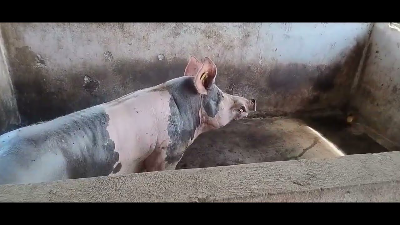 Cuidado dos meus porcos 🐖🐷 / Sítio dos frios