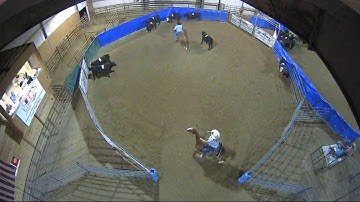 Big Sky Ranch Sorting Saddle Series #4 - #5 SORT - Round #1 - Ride #37