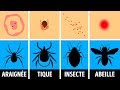 Comment Identifier une Piqûre d'Insecte et que Faire Quand ça Arrive