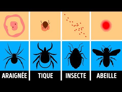 Vidéo: Comment Identifier Et Traiter Les Morsures Et Les Piqûres De Fourmis Chez Les Chiens