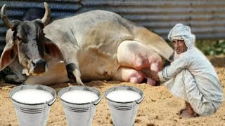 आधुनिक बकरी पालन से साल कि 15 लाख कि कमाई || केवल 11 बकरियों से 3.5 लाख की कमाई !। goat farming screenshot 1