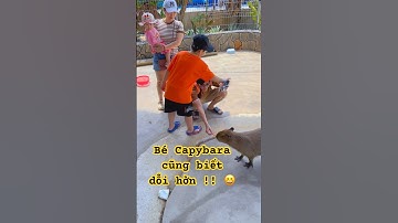 Mấy bé Capybara này biết dỗi nữa á nha !! 😆 #funny #cute #baby #capybara #zoo #cloverm406 #summer