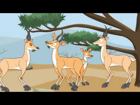 Video: Why Does A Giraffe Have A Long Neck
