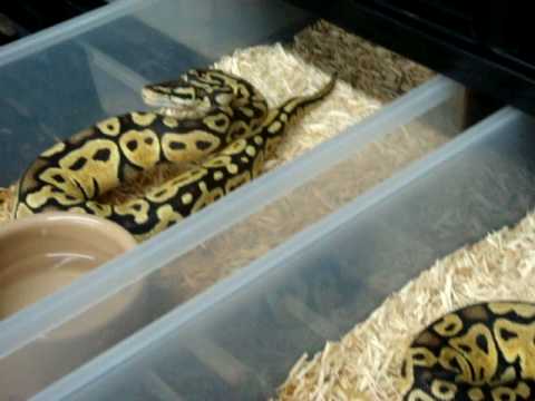 reptiles concept snake rack pythons020209