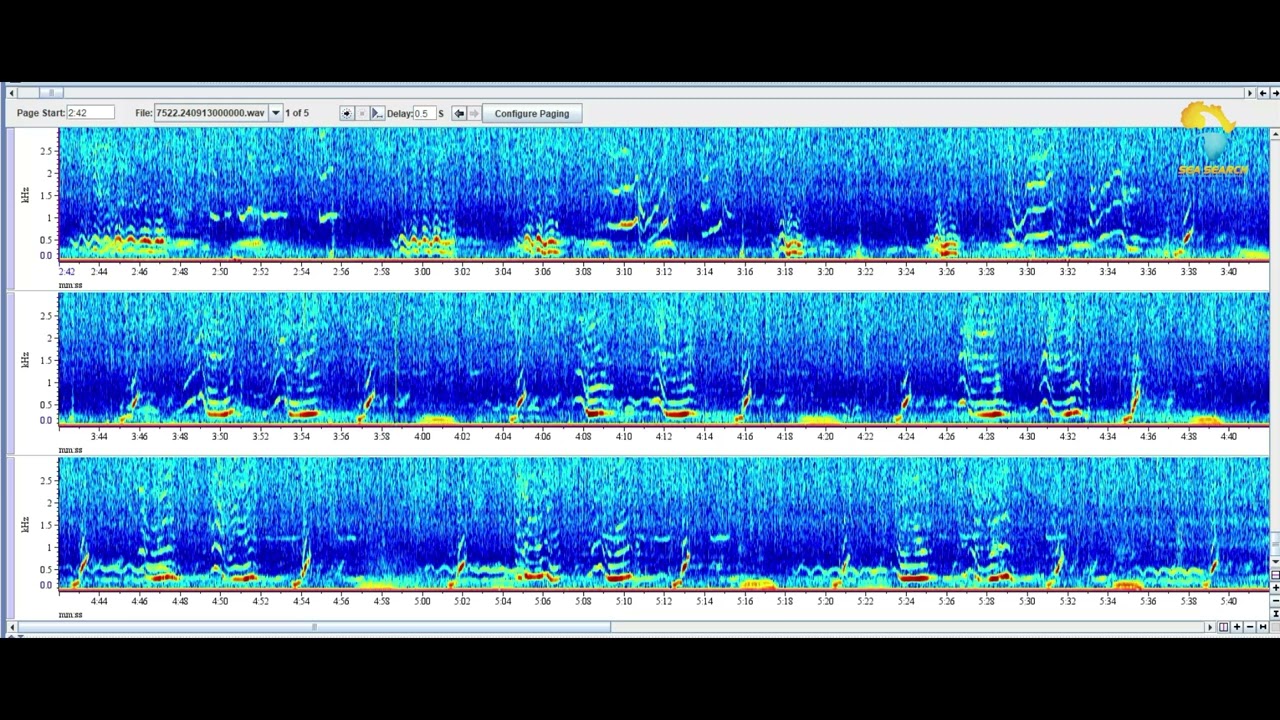 Humpback whale song - False Bay, South Africa