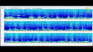 Humpback whale song - False Bay, South Africa