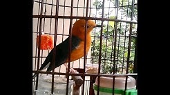 Anis Merah ngeriwik pancingan cepat gacor - Durasi: 13:42. Anis Merah ngeriwik pancingan cepat gacor - Durasi: 13:42.