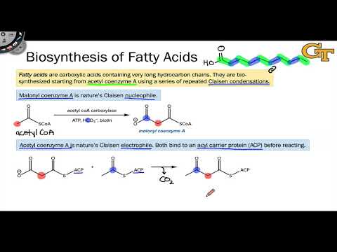13.05 Fatty Acid Biosynthesis: Introduction and Condensation