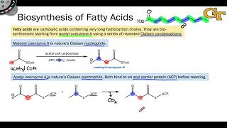13.05 Fatty Acid Biosynthesis: Introduction and Condensation
