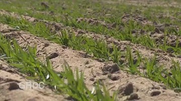 GCTV17: Early Seeding - WA
