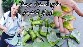 علاج اصفرار وجفاف اوراق الاشجار وتقويتها وزيادة الاثمار