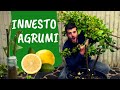 INNESTARE il LIMONE: come fare l'innesto su agrumi adulti