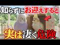 人懐っこいインコの知られざる本性を解説【鳥雑学】