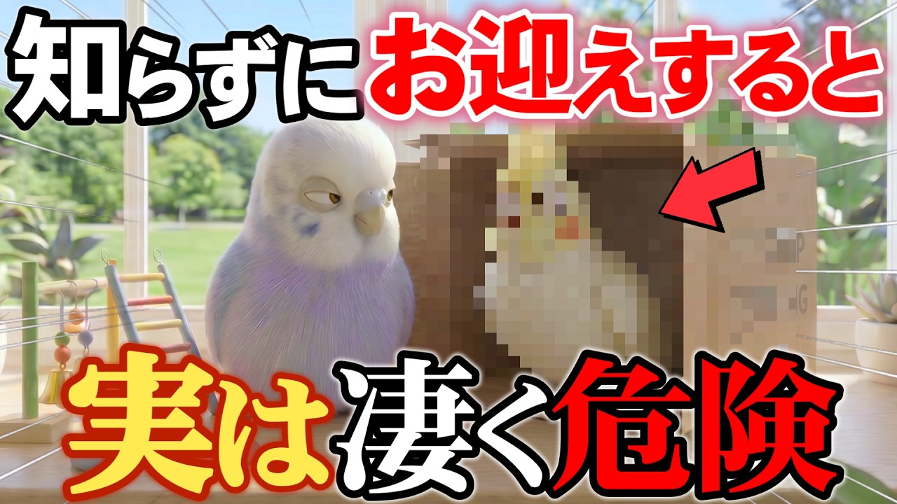 人懐っこいインコの知られざる本性を解説【鳥雑学】