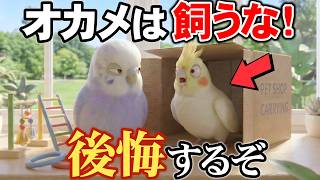 人懐っこいインコの知られざる本性を解説【鳥雑学】