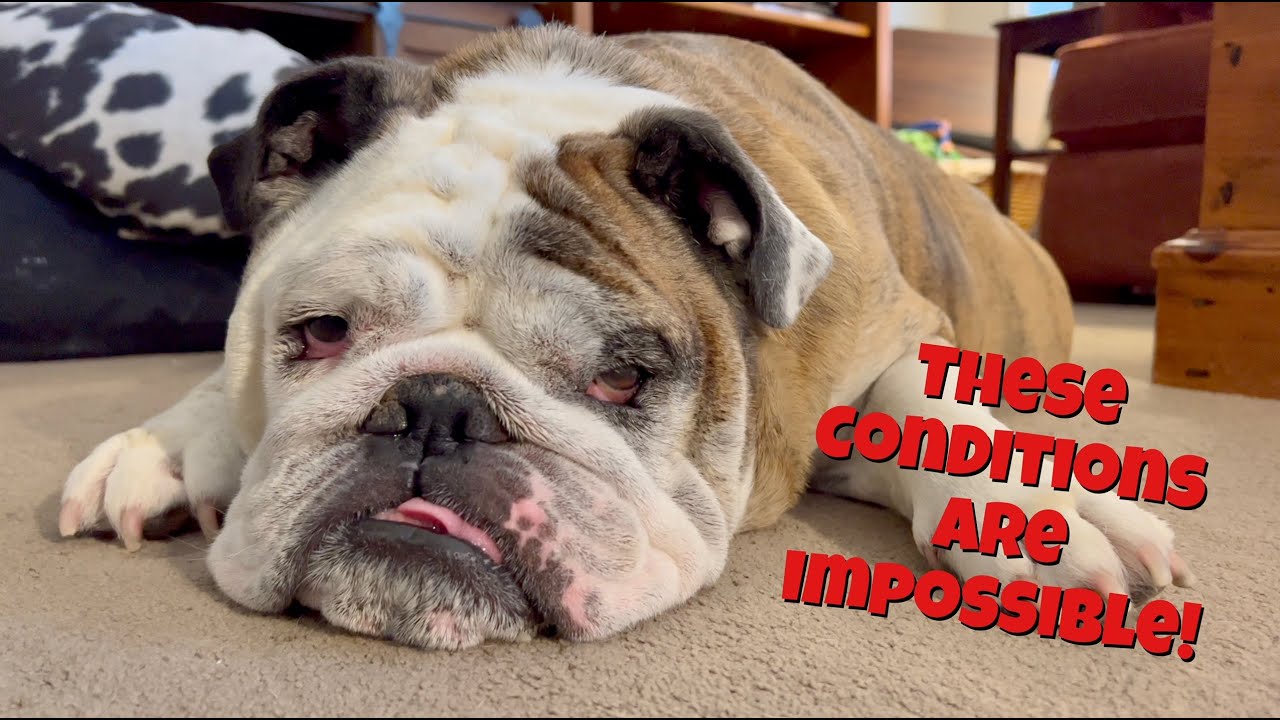 Reuben the Bulldog: Recovery Update - YouTube