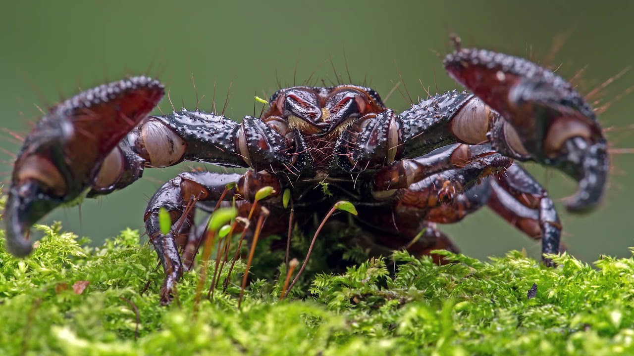 18 Scariest Looking Creatures That Are Mostly Harmless YouTube