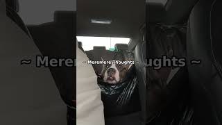 Floof Hero Return Your Dogs Tailspin Reunion Will Melt Your Heart