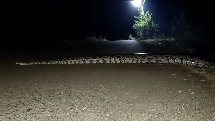 Giant Snake | Indian Stone Python | Viral Video