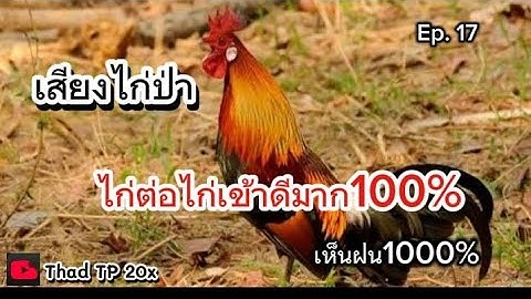เสียงไก่ต่อ เสียงไก่ป่าไก่เข้าดีมาก100%[ສ່ຽງໄກ່ຕໍ່]#เสียงไก่ป่า #เสียงไก่ต่อ #กำลังฮิต [Thad TP 20x]