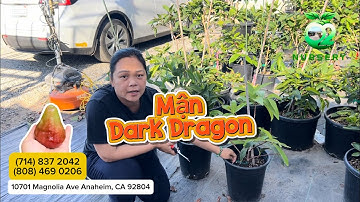 Cây MẬN QUÝ HIẾM DARK DRAGON có sẵn tại O2 Nursery!