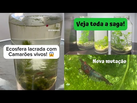 Vídeo: Que tipo de camarão existe em uma ecosfera?