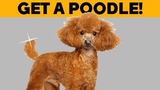 10 Reasons Why You Should Get a Poodle