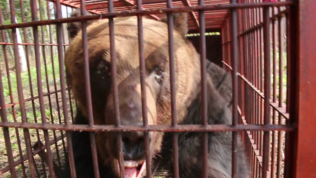 ヒグマ速報】“300キロ超”巨大クマが箱わなに！冬眠明けなのに…春先の