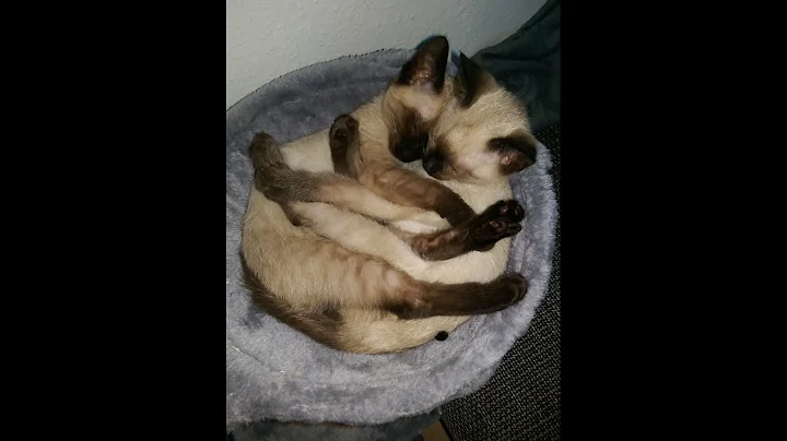 Video 938831: sweet siamese cat, cutest siamese kitten, siamese cat babies