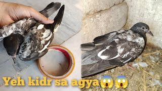 Ksi ka baby pigeon mry pas agya 🐦🕊️🐦🥺🥺😱