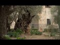 Getsemani, dove gli ulivi millenari, i testi biblici e l’archeologia si incontrano