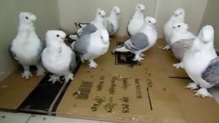 Oriental  frill - Fancy pigeons