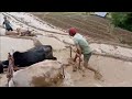 Ploughing of Paddy field by tribal people ( Terrace cultivation)