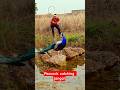 मोर पकड़ने की कोशिश हुई FAIL 😳 | Funny Forest Moment #birds #wildlife #nature #peacock