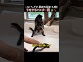 ❤️25万❤️リビングに黒蛇が現れた!狩りをするハンター猫 🐍🐾