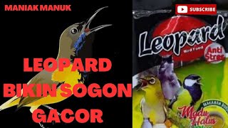 CARA MEMBUAT NEKTAR DARI BAHAN SUSU KENTAL MANIS DAN VOER LEOPARD BIKIN SOGON GACOR