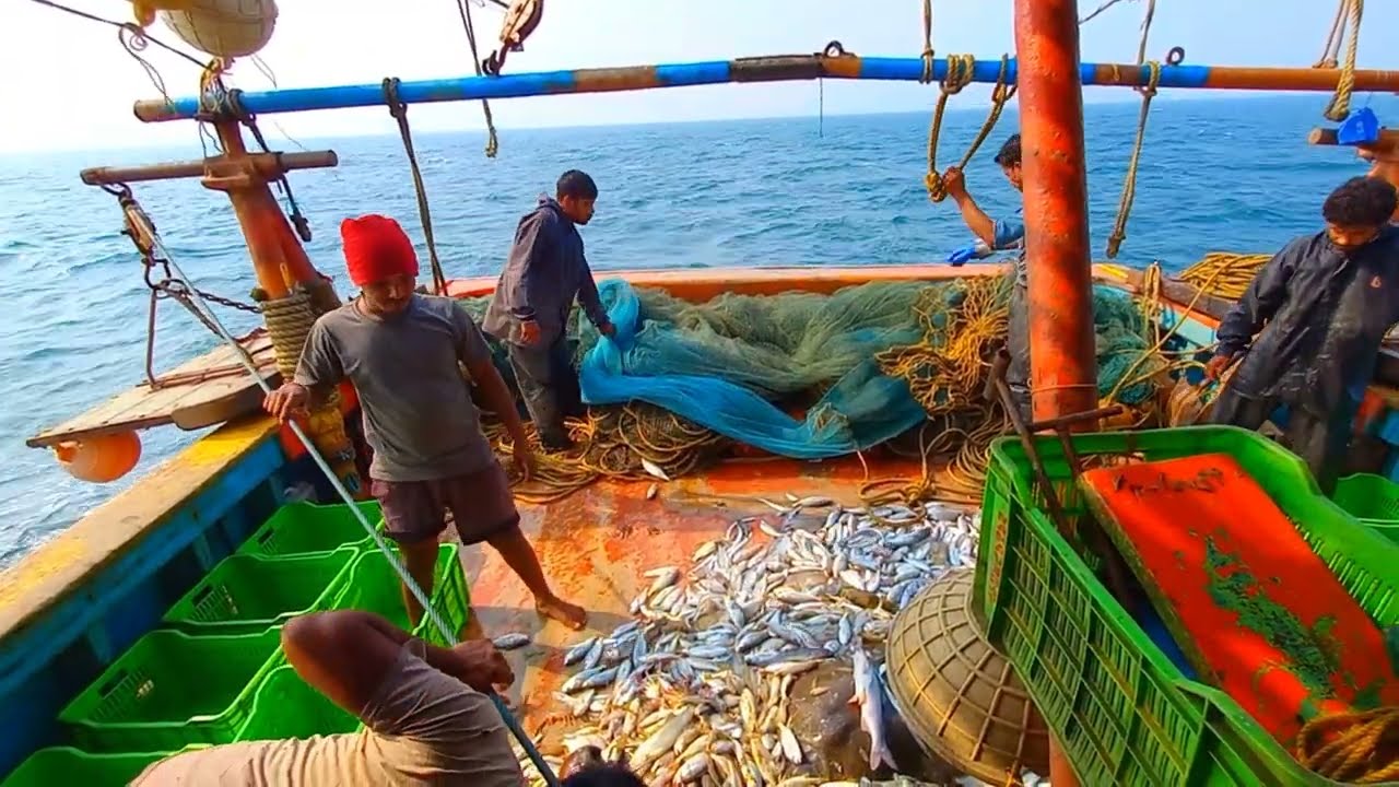 Pate 18 10 MILLION BIG FISHES AND SAMUNDAR River Fish Everyday  caught by 11 fishermen 2 times a day