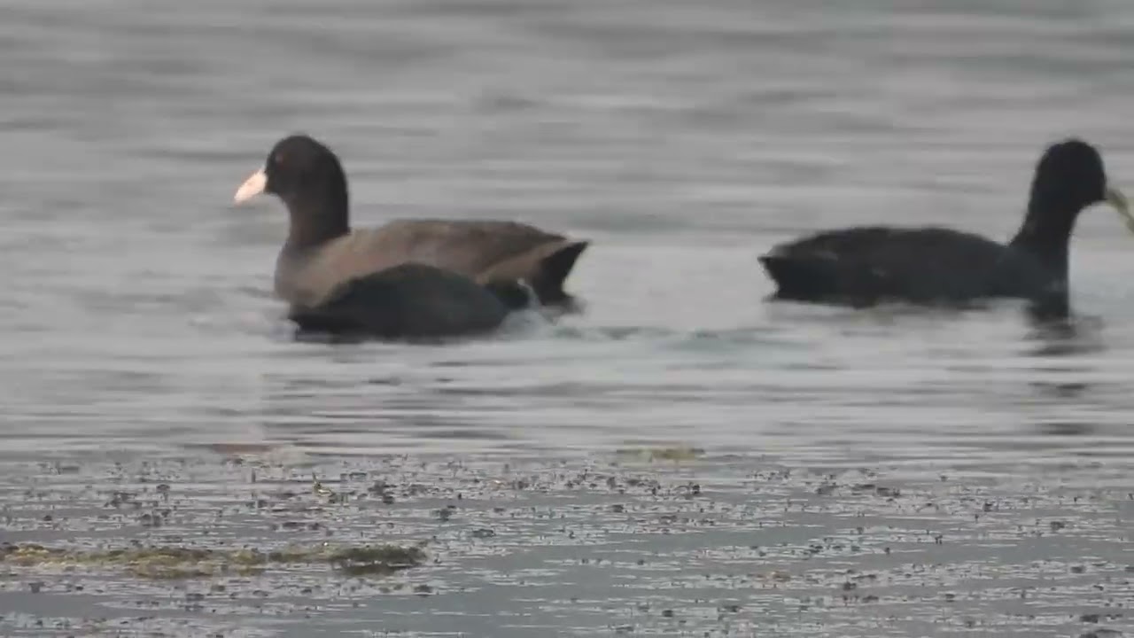 Common coot, वारकरी, Boisar, Maharashtra, India