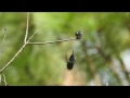 Sparkling tailed Hummingbirds