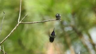 Sparkling tailed Hummingbirds